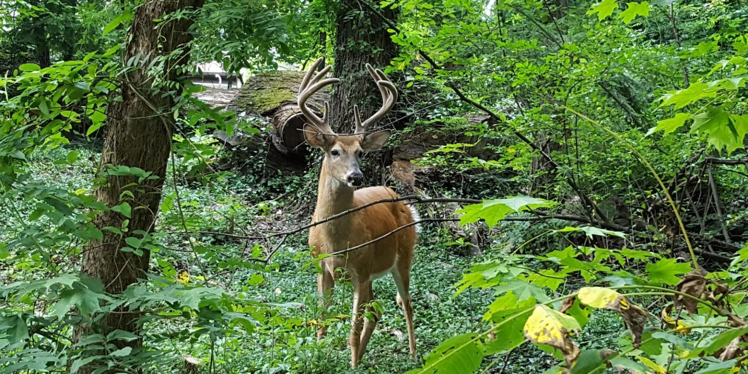 How much is Deer Hunting License in Michigan 2024 Guide