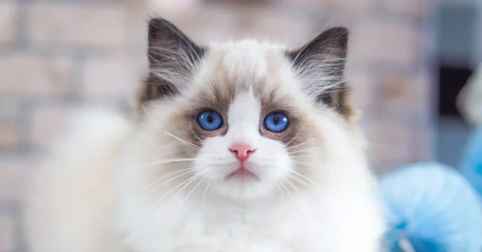 ragdoll cat