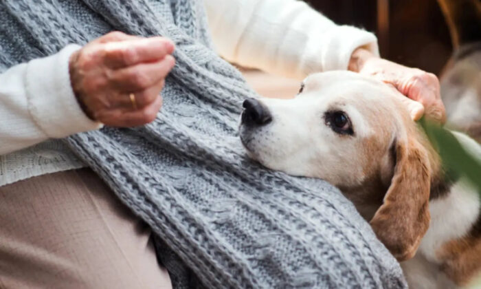 Matching Therapy Dogs to Conditions